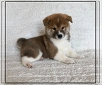 Small Photo #2 Shiba Inu Puppy For Sale in FULTON, MO, USA