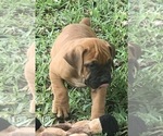 Small Photo #3 Boerboel Puppy For Sale in WEST PALM BCH, FL, USA