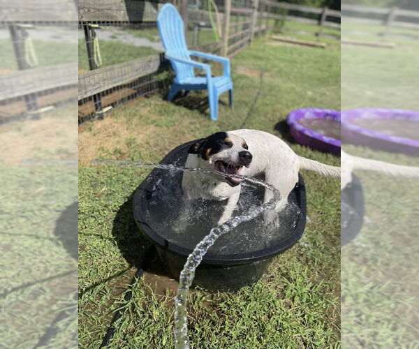 Medium Photo #3 Mutt Puppy For Sale in Maryville, TN, USA