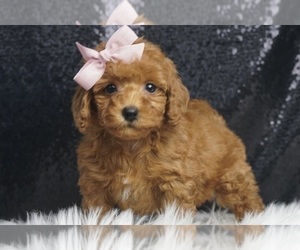 Maltipoo Litter for sale in WARSAW, IN, USA