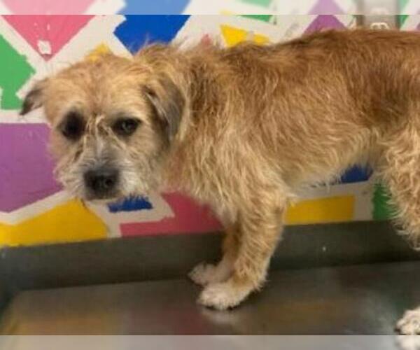 Medium Photo #1 Border Terrier-Unknown Mix Puppy For Sale in Baytown, TX, USA