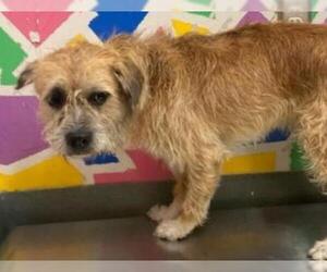 Border Terrier-Unknown Mix Dogs for adoption in Baytown, TX, USA