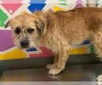 Small Border Terrier Mix