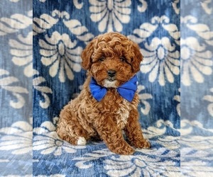 Poodle (Miniature) Puppy for sale in NEW PROVIDENCE, PA, USA