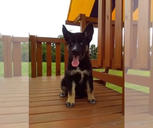 German Shepherd Dog-Siberian Husky Mix Puppy for sale in HOLMESVILLE, OH, USA