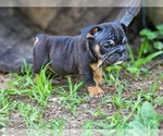 Puppy 2 English Bulldog