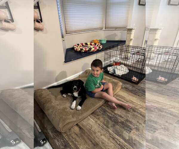 Medium Photo #2 Mutt Puppy For Sale in Fenton, MO, USA