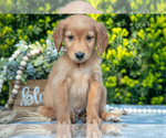 Small #1 Golden Retriever