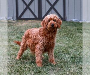 Mother of the Goldendoodle (Miniature) puppies born on 01/15/2026