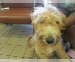 Poodle (Standard) Dogs for adoption in Ocala, FL, USA