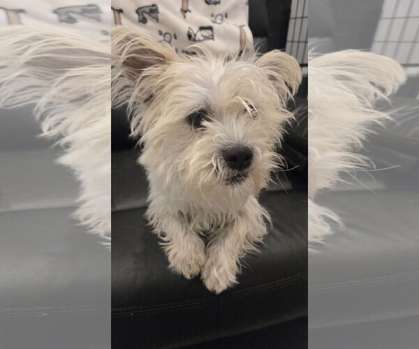 Medium Photo #5 Cairn Terrier-Unknown Mix Puppy For Sale in Milwaukie, OR, USA