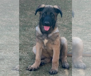 German Shepherd Dog Puppy for sale in BAKERSFIELD, CA, USA