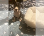 Small #2 American Pit Bull Terrier