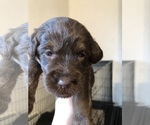 Small Photo #11 Labradoodle Puppy For Sale in MIFFLINBURG, PA, USA