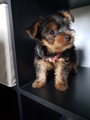 Yorkshire Terrier Puppy for sale in HOMESTEAD, FL, USA