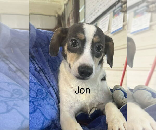 Medium Photo #1 Chiweenie Puppy For Sale in Foristell, MO, USA