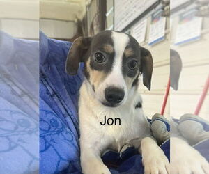 Chiweenie Dogs for adoption in Foristell, MO, USA