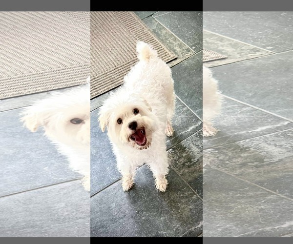 Medium Photo #2 Maltese-Unknown Mix Puppy For Sale in Dallas, TX, USA