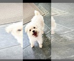 Small #1 Maltese Mix