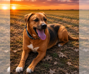 Elvis - Male Mutt Dog for Adoption - Photo #3