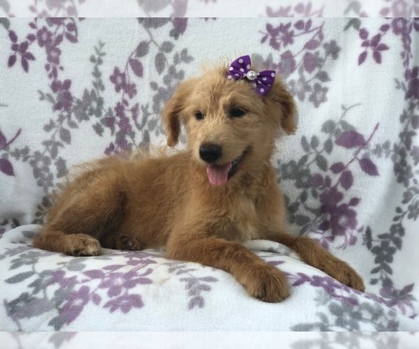 Medium Photo #7 Aussiedoodle Puppy For Sale in LAKELAND, FL, USA