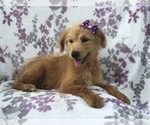 Small Photo #7 Aussiedoodle Puppy For Sale in LAKELAND, FL, USA