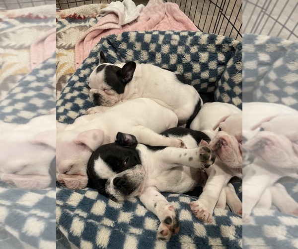 Medium Photo #2 French Bulldog Puppy For Sale in ARLETA, CA, USA