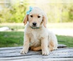 Small #2 Golden Retriever