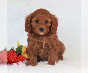 Cavapoo Puppy for sale in NARVON, PA, USA
