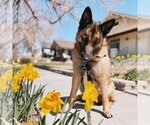 Small Photo #12 German Shepherd Dog-Unknown Mix Puppy For Sale in Kanab, UT, USA
