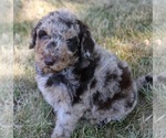 Small Photo #49 Goldendoodle Puppy For Sale in HOWARD CITY, MI, USA