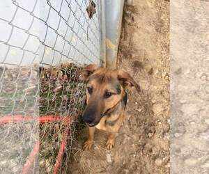 UBBA - Male German Shepherd Dog Dog for Adoption - Photo #4