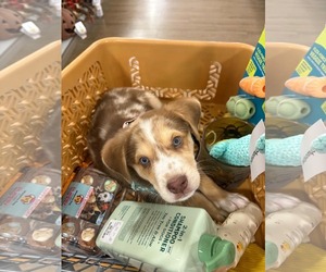 Australian Shepherd Dogs for adoption in Mechanicsburg, PA, USA