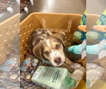Small Australian Shepherd