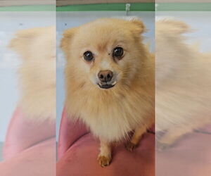 Seraphina - Female Pomeranian Dog for Adoption - Photo #3