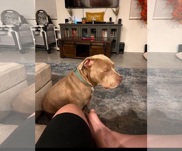 Medium Photo #4 American Pit Bull Terrier Puppy For Sale in Chandler, AZ, USA