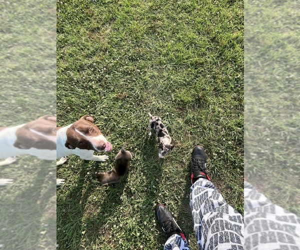 Medium Photo #6 American Pit Bull Terrier Puppy For Sale in ALBERTVILLE, AL, USA