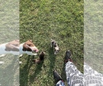 Small Photo #6 American Pit Bull Terrier Puppy For Sale in ALBERTVILLE, AL, USA