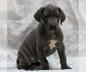 Great Dane Puppy for sale in LITITZ, PA, USA
