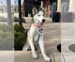 Small #1 Siberian Husky