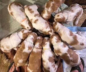 Brittany Litter for sale in GARDEN VALLEY, CA, USA