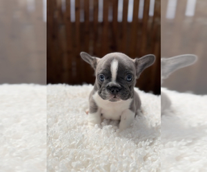 French Bulldog Puppy for sale in EAST WENATCHEE, WA, USA