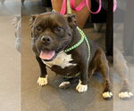 Small #2 Bulldog Mix