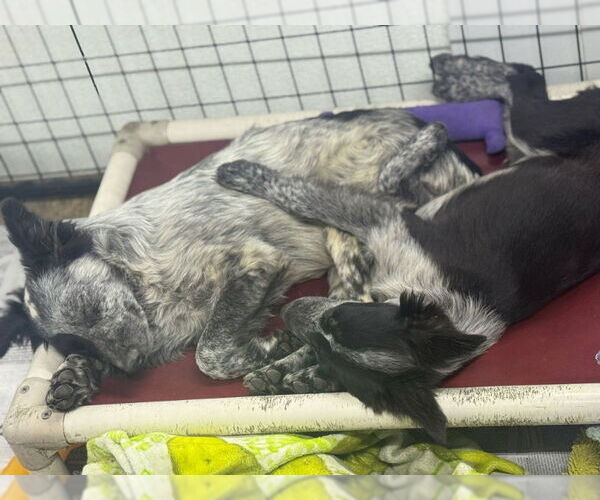 Medium Photo #3 Border Collie-Unknown Mix Puppy For Sale in Mukwonago, WI, USA