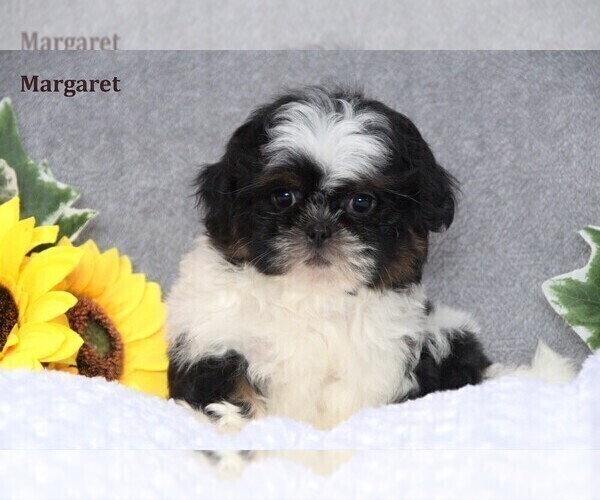 Medium Photo #12 Shih Tzu Puppy For Sale in CLARE, MI, USA