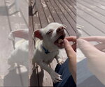 Small #7 Chihuahua Mix