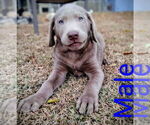 Small #2 Labrador Retriever