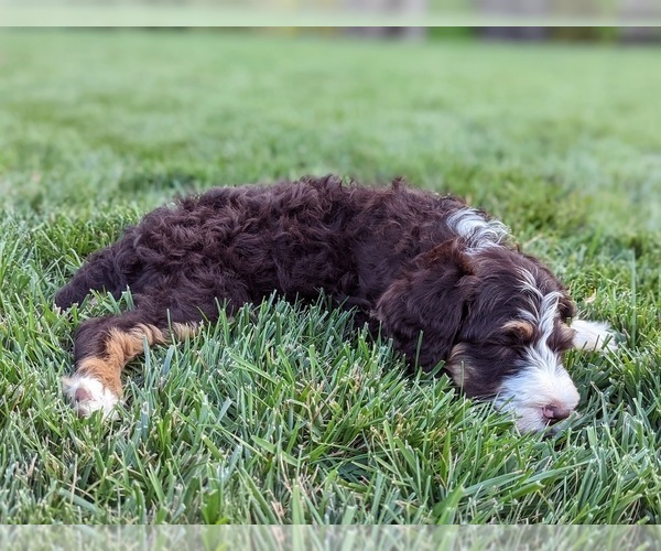 Medium Photo #13 Bernedoodle Puppy For Sale in STOCKTON, CA, USA