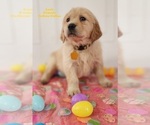 Small Photo #4 Golden Labrador Puppy For Sale in SAYRE, PA, USA