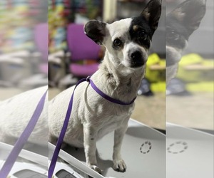 Chihuahua Dogs for adoption in Coralville, IA, USA